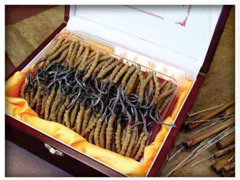 博鳌镇冬虫夏草回收